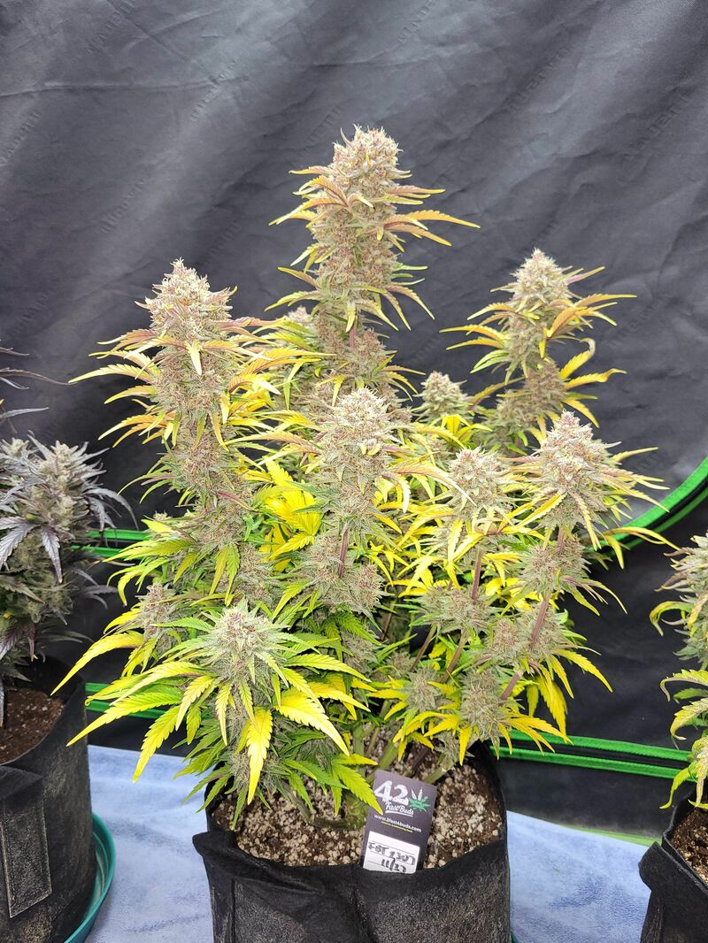 Guava Auto, Фасовка: 5, изображение 23